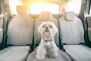 Pet Taxi